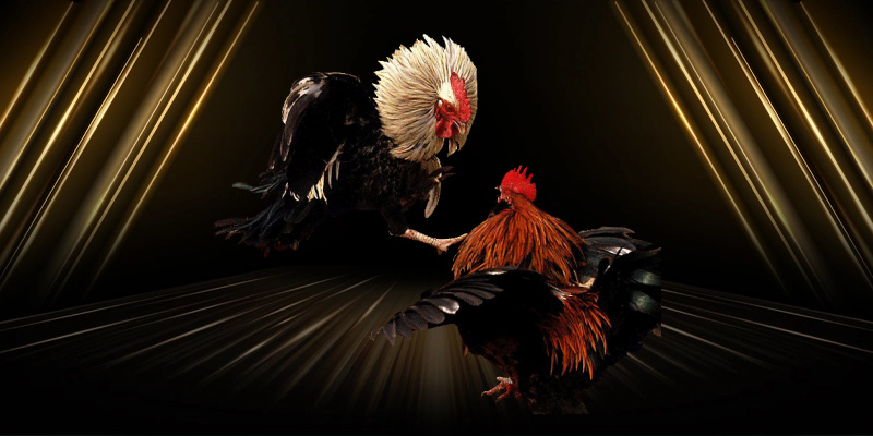 Cập nhật trăm trận đá gà MB88 mỗi ngày